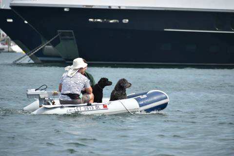 Dogs on Boats photo 4