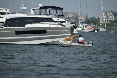 Dogs on Boats photo 5
