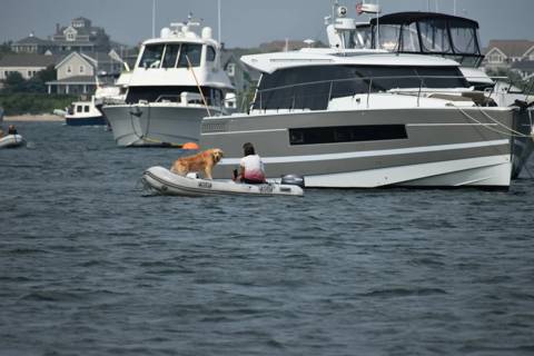 Dogs on Boats photo 6