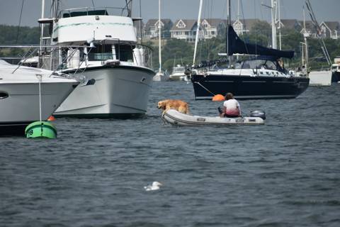 Dogs on Boats photo 7