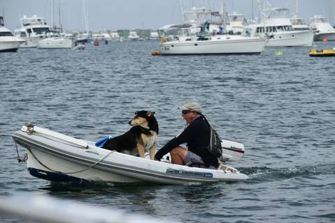 Dogs on Boats photo 8