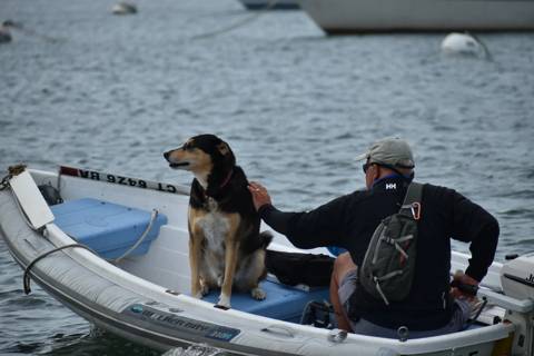 Dogs on Boats, photo 12