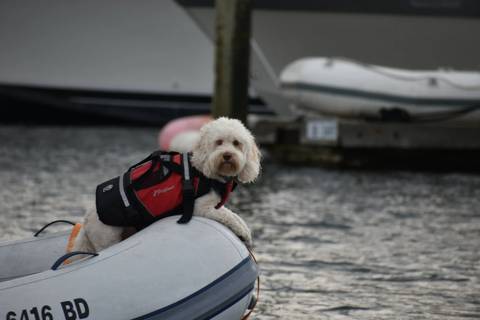 Dogs on Boats photo 13