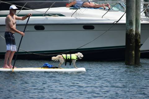 Dogs on Boats photo 16