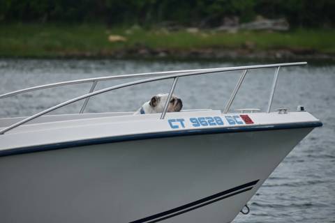 Dogs on Boats photo 17