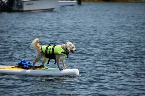 Dogs on Boats, photo 18