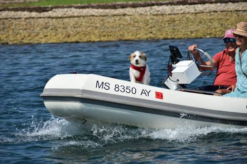 Dogs on Boats photo 23