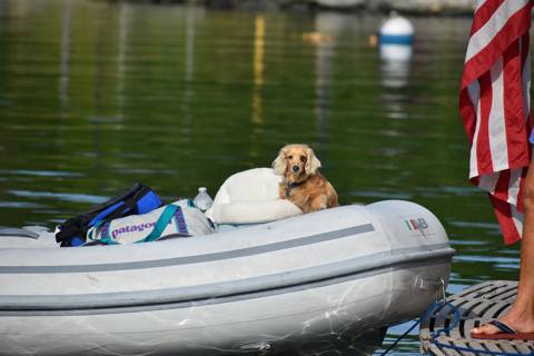 Dogs on Boats photo 25